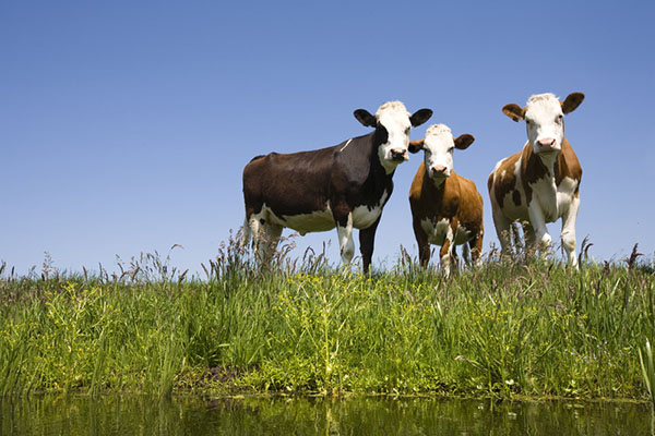 cows next to a stream