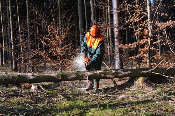 Woodcutter cutting a tree