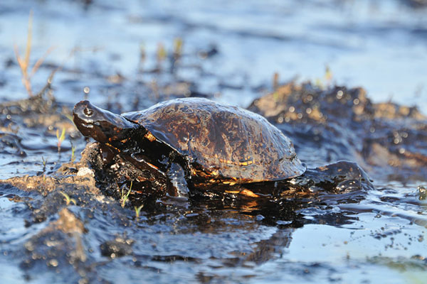 Turtle covered in oil
