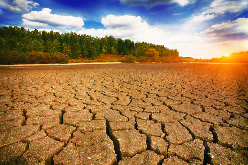 Green trees in the background with dry and cracked ground in the foreground