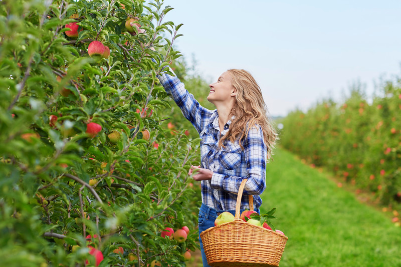 Apple picking