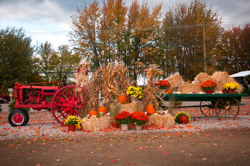 Tractor with hay bales and scarecrow