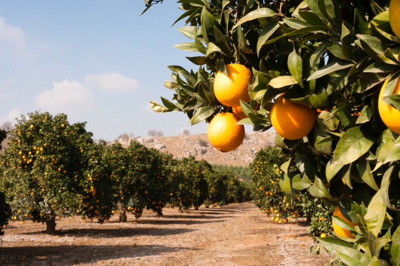 Orange grove
