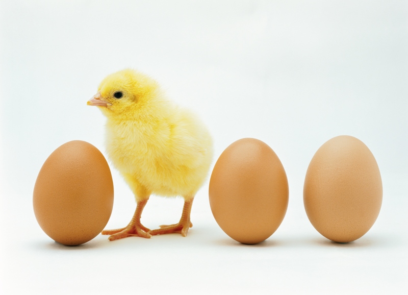Chick and two eggs