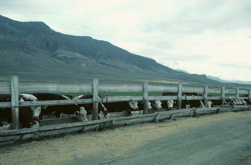 Cows drinking out of a trough