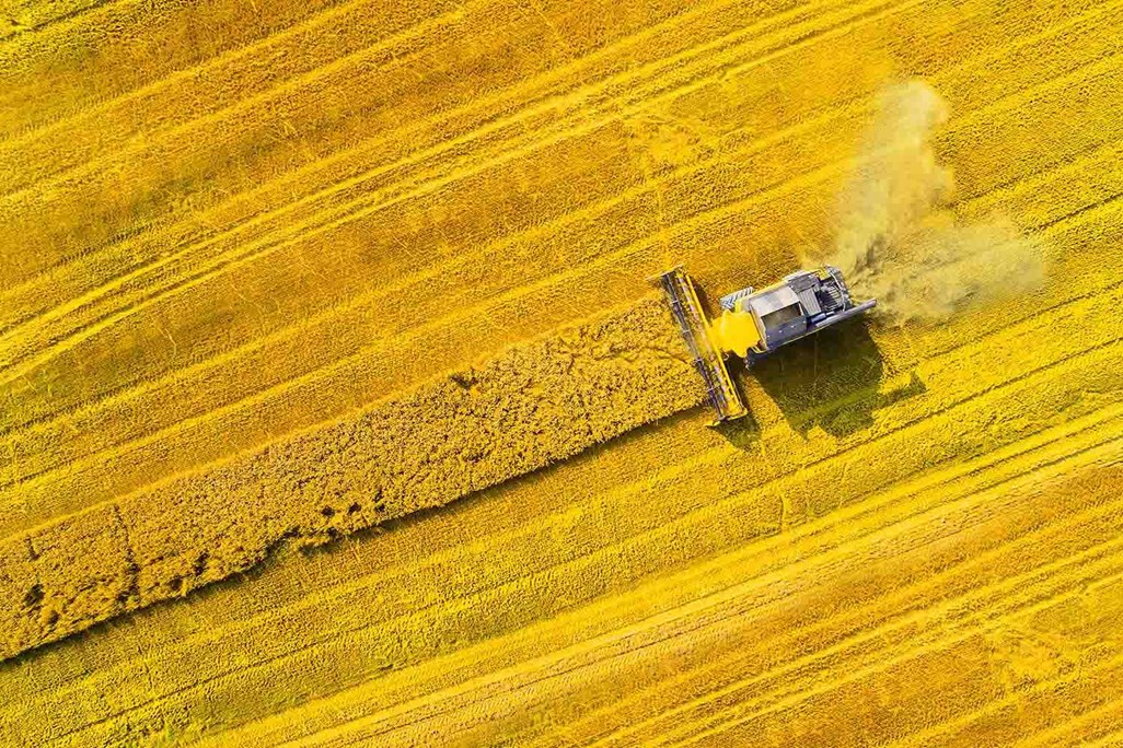 Combine Harvester Harvesting Wheat in Large Yellow Field