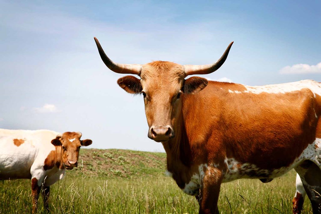 Two Texas Longhorns standing in a green field under a blue sky