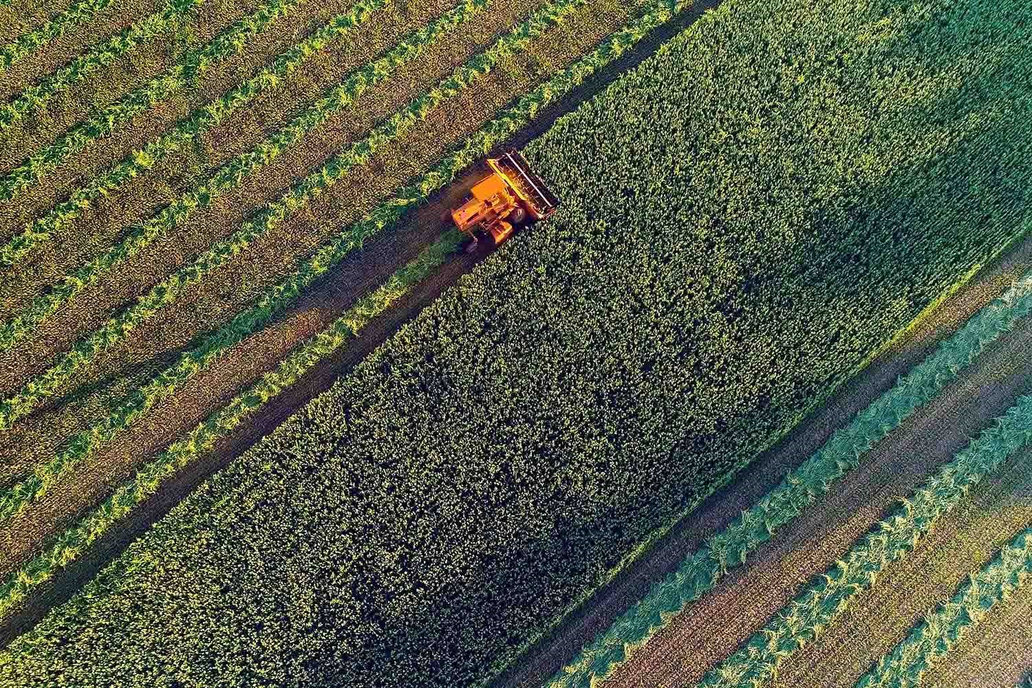 Tractor Harvesting Large Strips of Farm Field in Day Light