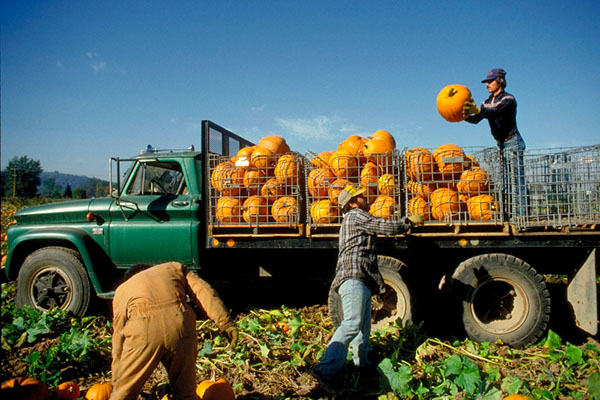 Agricultural workers loading pumpkins onto truck