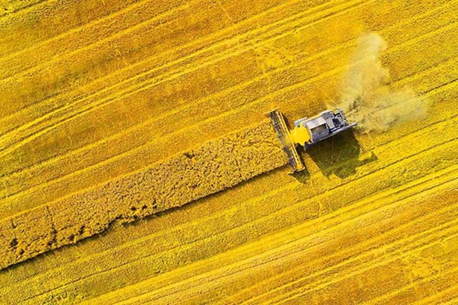 combine harvester in wheat field