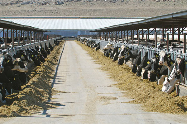 Cows at a dairy farm
