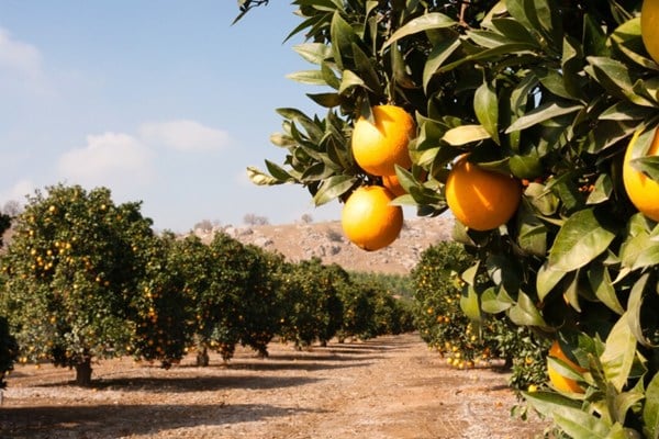 orange grove 