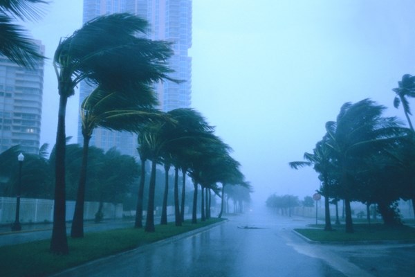 Palm trees on a street being blown by high winds and rain