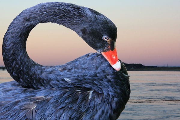 Black swan close-up