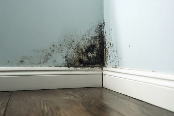 A corner of a room with black mold growing up the wall
