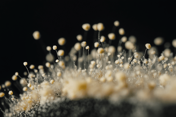 a close-up image of mold spores