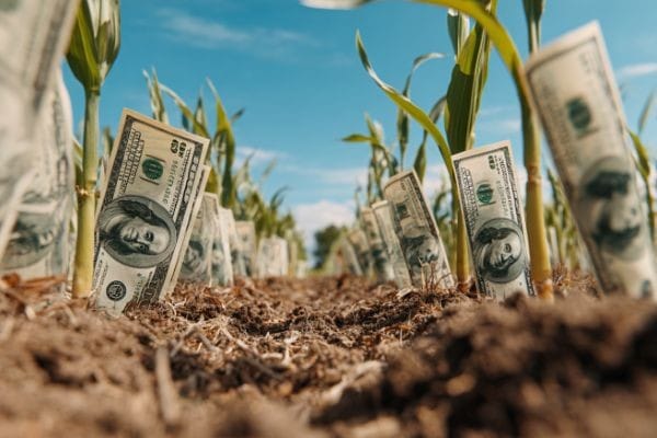 dollar bills growing up out of the ground in a crop field